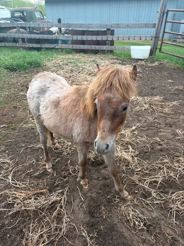 Miniature horses - Photo 2