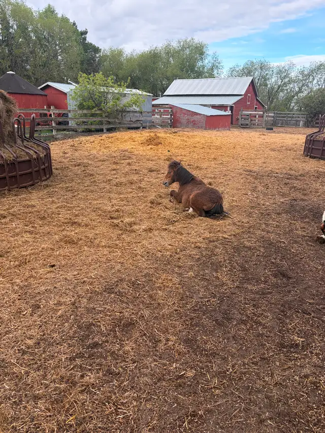 Miniature horses - Photo 3