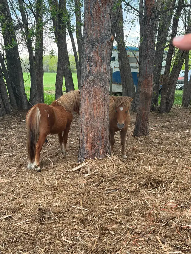 Miniature horses - Photo 4