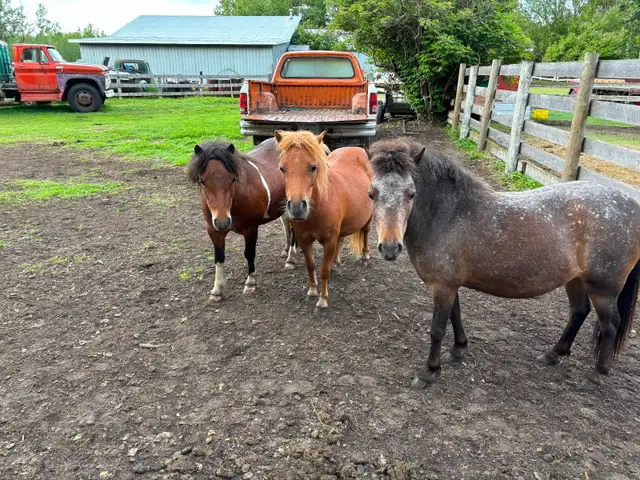 Miniature horses - Photo 5