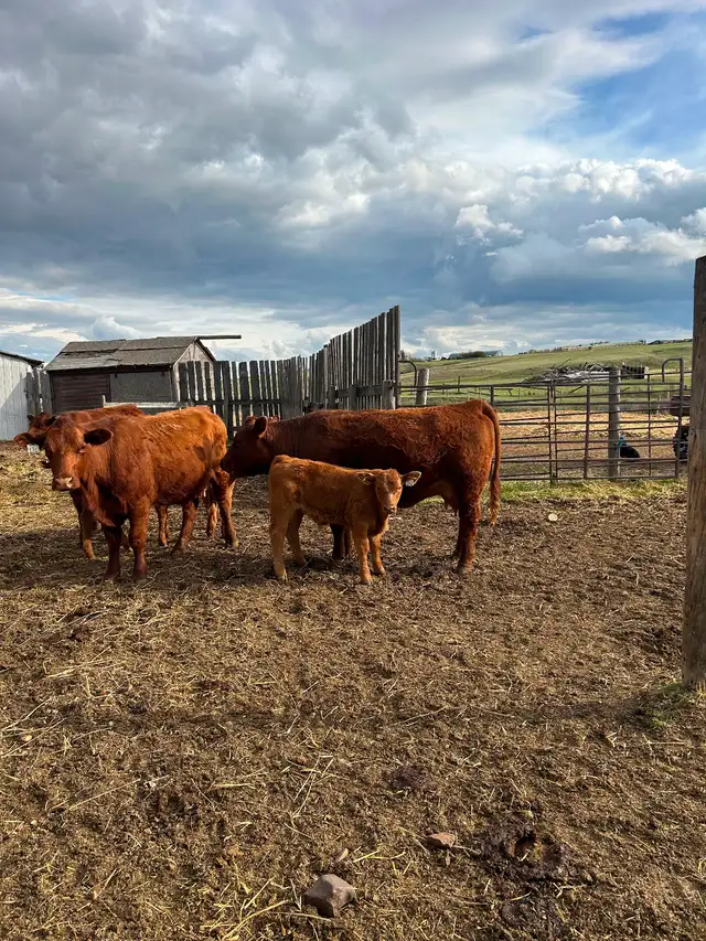 Livestock