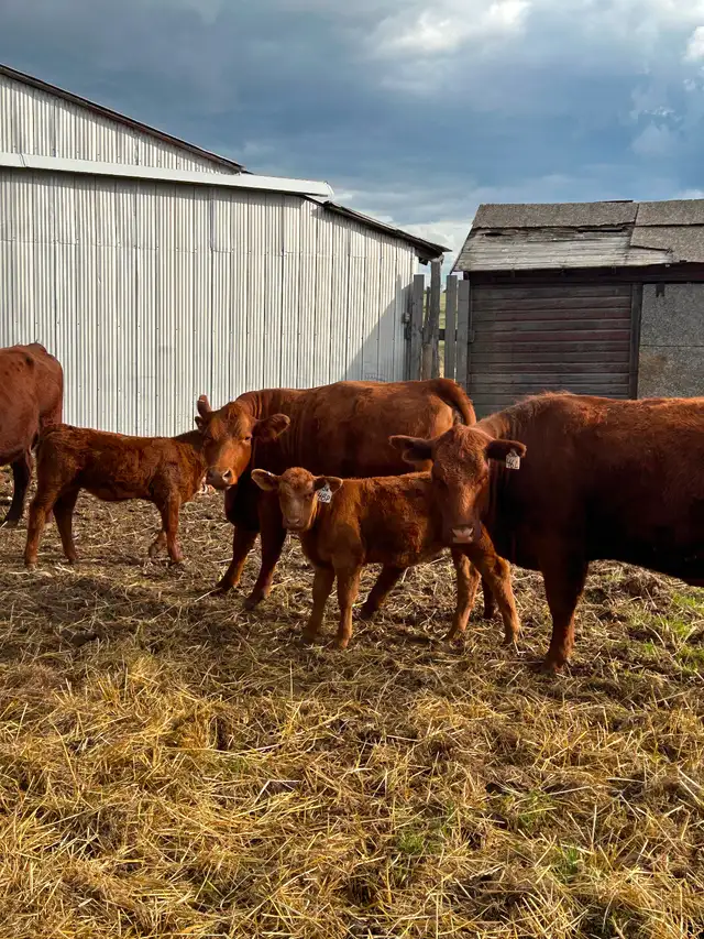 Livestock - Photo 2