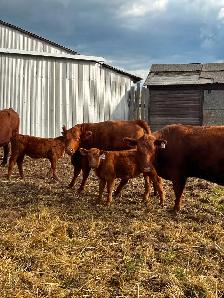 Livestock - Photo 2