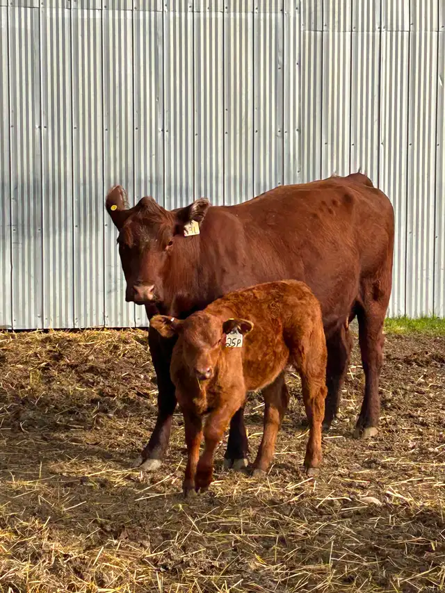 Livestock - Photo 3