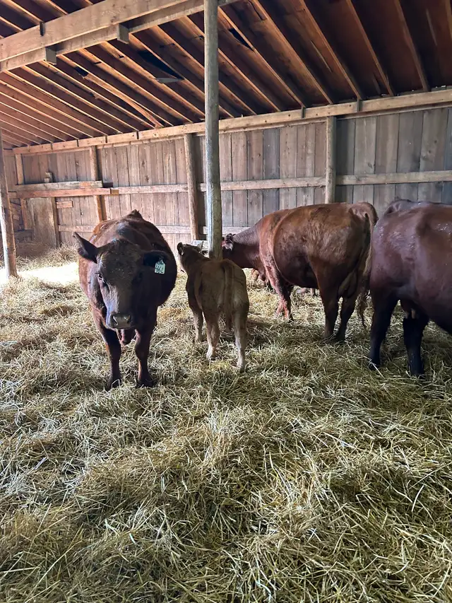 Livestock - Photo 4