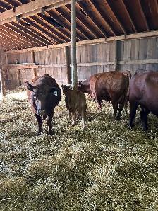 Livestock - Photo 4