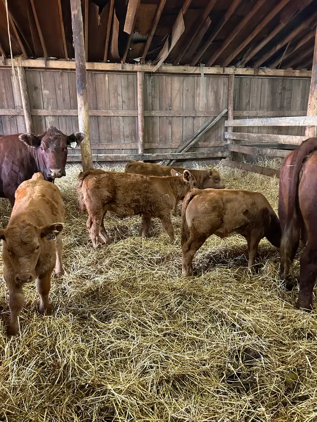 Livestock - Photo 5
