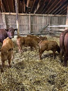 Livestock - Photo 5