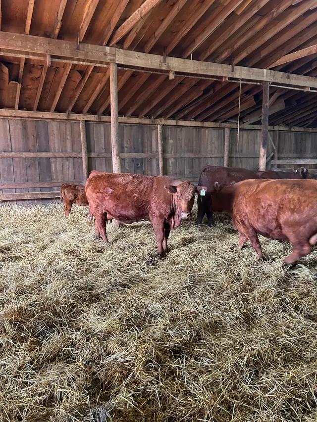 Livestock - Photo 6