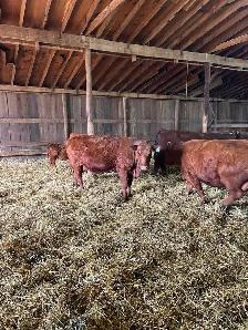 Livestock - Photo 6