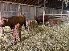 Livestock - Photo 7