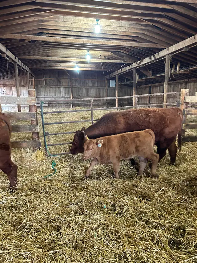 Livestock - Photo 8