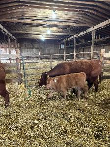 Livestock - Photo 8