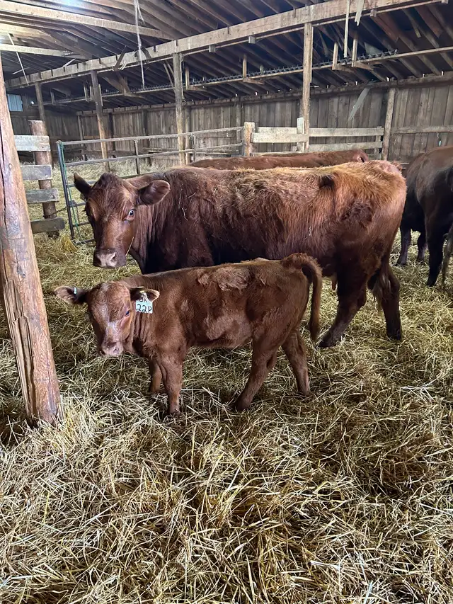 Livestock - Photo 9