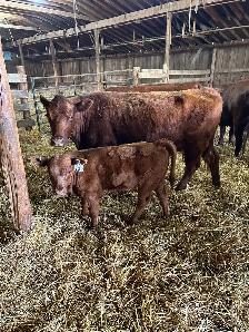 Livestock - Photo 9