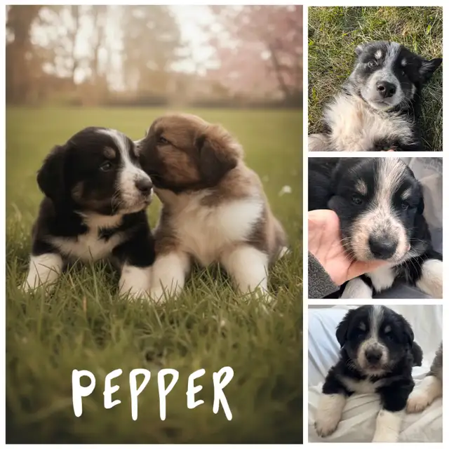 Bernese Mountain Dog x Great Pyrenees