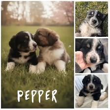 Bernese Mountain Dog x Great Pyrenees