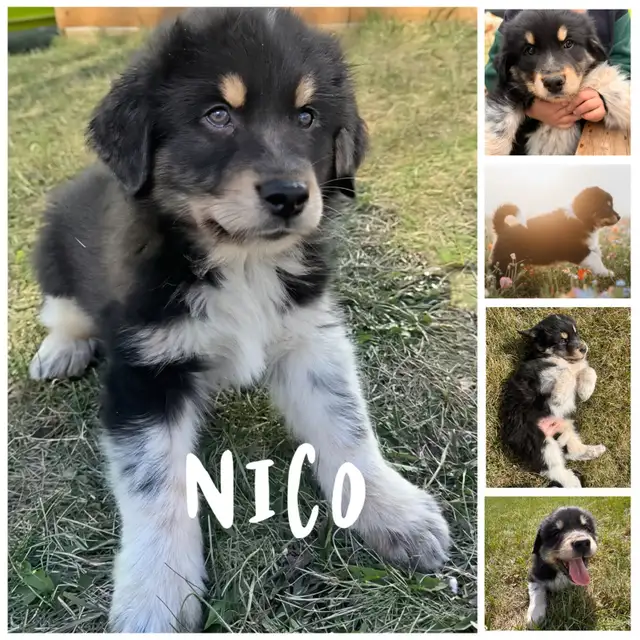 Bernese Mountain Dog x Great Pyrenees - Photo 2