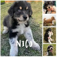 Bernese Mountain Dog x Great Pyrenees - Photo 2