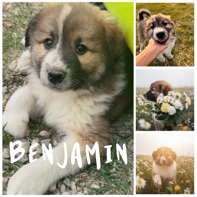 Bernese Mountain Dog x Great Pyrenees - Photo 3