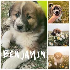 Bernese Mountain Dog x Great Pyrenees - Photo 3