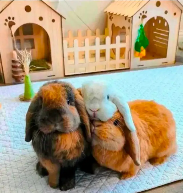 Rabbit Boarding & Training . XXL Private Rooms. 24/7 Love  Care