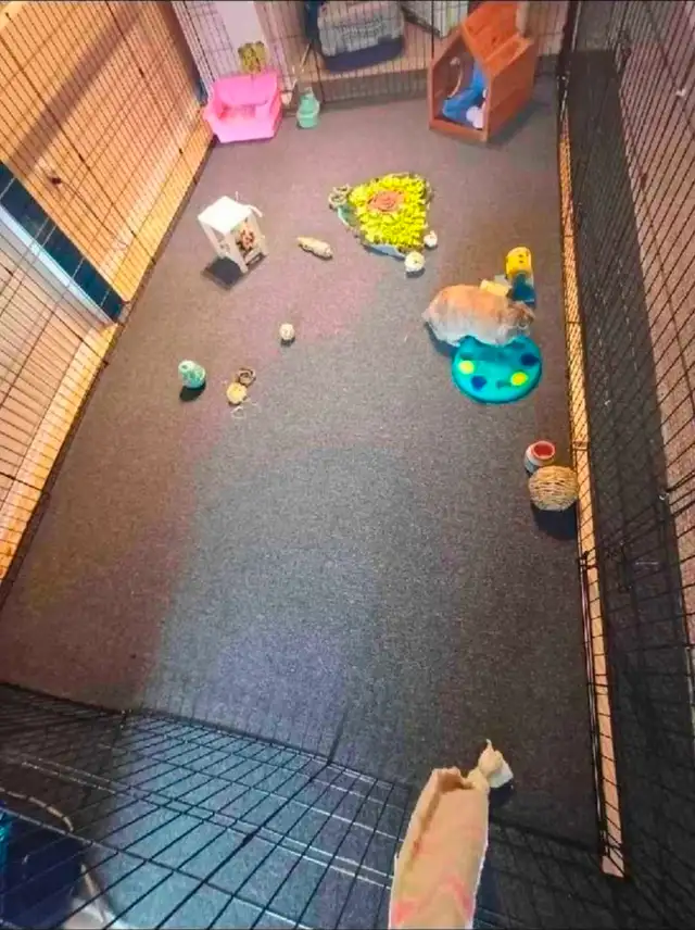 Rabbit Boarding & Training . XXL Private Rooms. 24/7 Love  Care - Photo 8