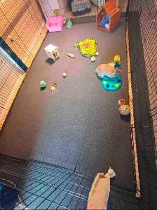Rabbit Boarding & Training . XXL Private Rooms. 24/7 Love  Care - Photo 8