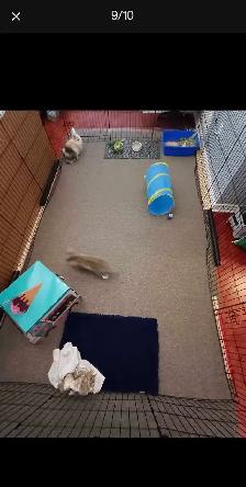 Rabbit Boarding & Training . XXL Private Rooms. 24/7 Love  Care - Photo 9