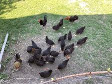2 Roosters for sale!