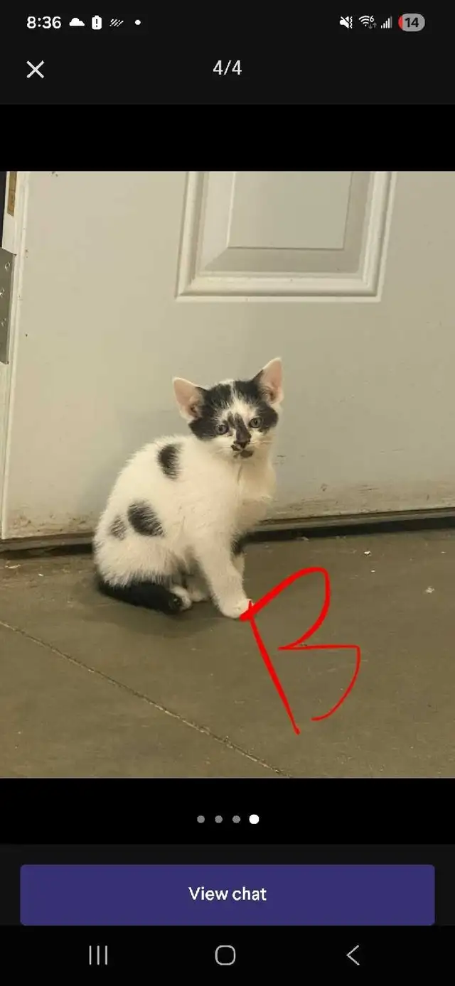 I'm looking for male kittens  free i hope