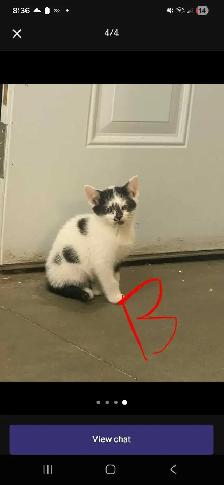 I'm looking for male kittens  free i hope