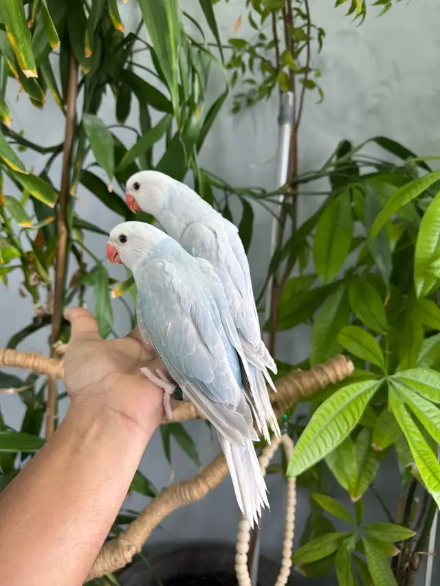Indian ringneck babies parrot (Lacewing)