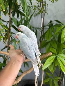 Indian ringneck babies parrot (Lacewing)