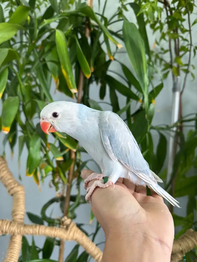 Indian ringneck babies parrot (Lacewing) - Photo 2