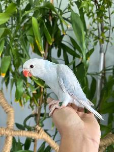 Indian ringneck babies parrot (Lacewing) - Photo 2