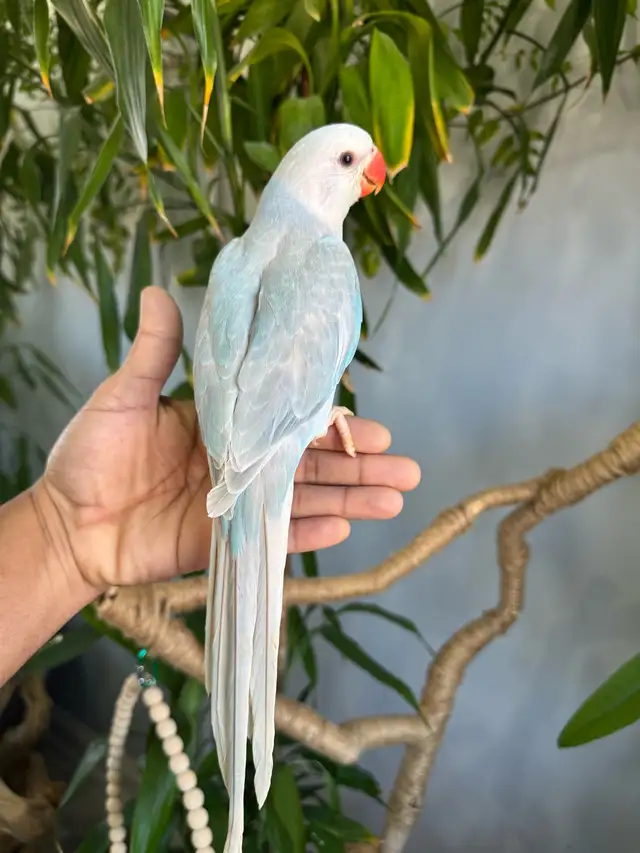 Indian ringneck babies parrot (Lacewing) - Photo 3