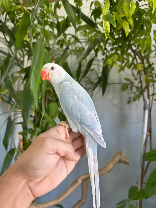 Indian ringneck babies parrot (Lacewing) - Photo 4