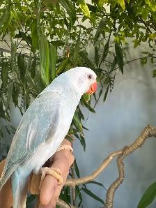 Indian ringneck babies parrot (Lacewing) - Photo 5
