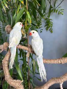 Indian ringneck babies parrot (Lacewing) - Photo 6