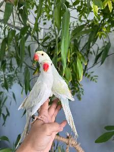 Indian ringneck babies parrot (Lacewing) - Photo 7