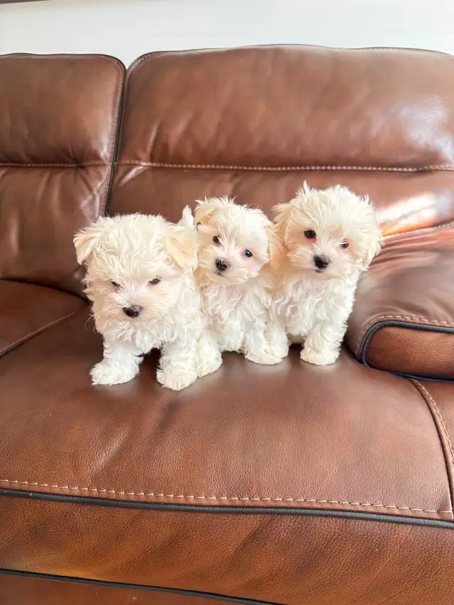 New born Maltese puppies looking for new home