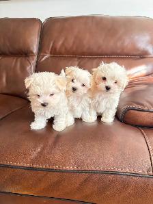 New born Maltese puppies looking for new home