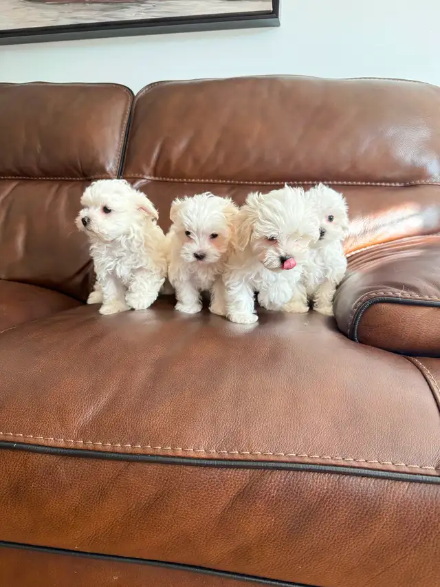 New born Maltese puppies looking for new home - Photo 2