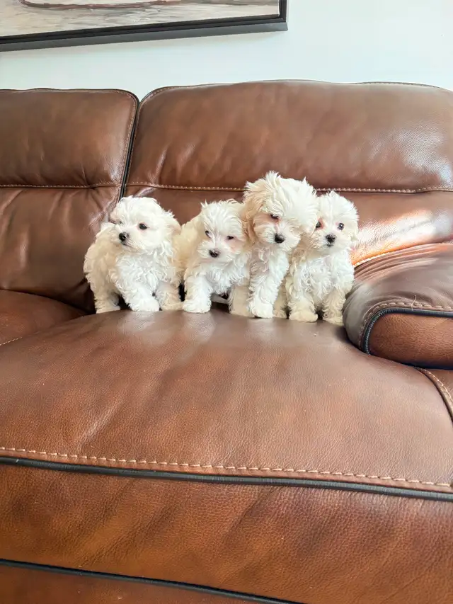 New born Maltese puppies looking for new home - Photo 3