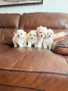 New born Maltese puppies looking for new home - Photo 3