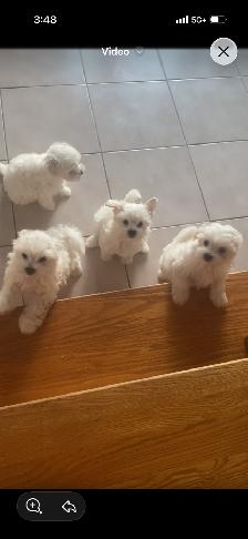 New born Maltese puppies looking for new home - Photo 4