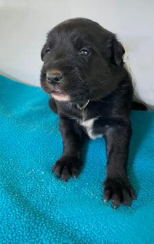 Border Collie x Yellow Lab (Borador ) for Sale
