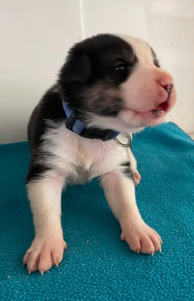 Border Collie x Yellow Lab (Borador ) for Sale - Photo 2