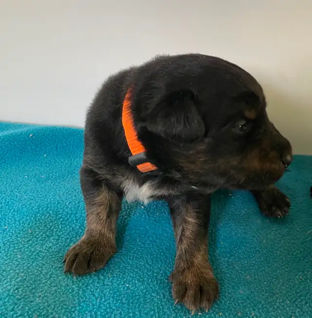 Border Collie x Yellow Lab (Borador ) for Sale - Photo 3